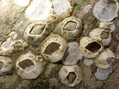 Amphibalanus improvisus