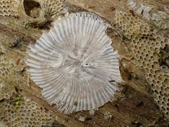 Amphibalanus improvisus