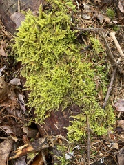 Callicladium imponens