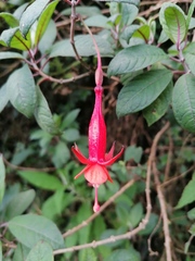 Fuchsia