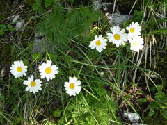 Tanacetum corymbosum