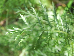 Tanacetum corymbosum
