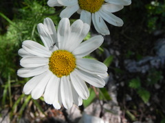 Tanacetum corymbosum