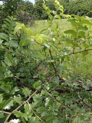 Ziziphus mucronata