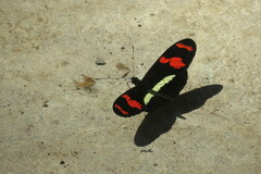 Heliconius telesiphe