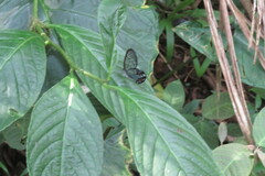 Pseudohaetera hypaesia