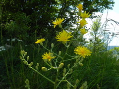 Crepis lacera