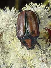 Trichostetha capensis