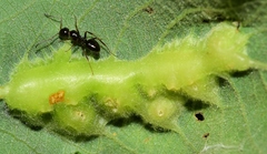 Camponotus piceus