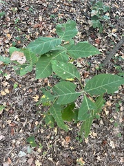 Planera aquatica