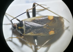 Adelphocoris seticornis