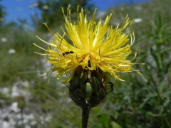 Centaurea ceratophylla