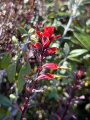 Castilleja irasuensis
