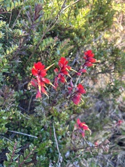 Castilleja irasuensis