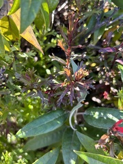 Castilleja irasuensis