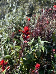 Castilleja irasuensis