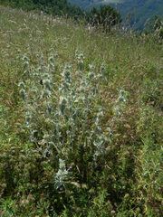Marrubium incanum