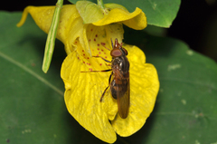Rhingia nasica