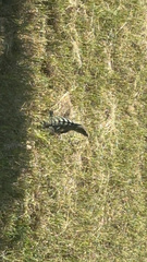 Ctenosaura similis similis