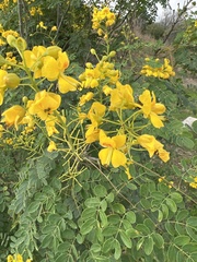 Senna pendula