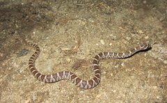 Trimorphodon lyrophanes