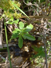Hydrolea spinosa