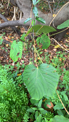 Vernicia fordii