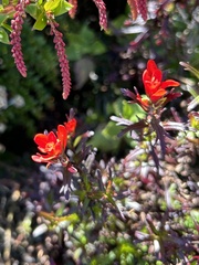 Castilleja irasuensis