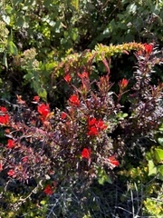 Castilleja irasuensis