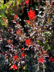 Castilleja irasuensis