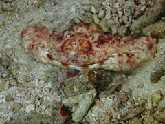 Portunidae