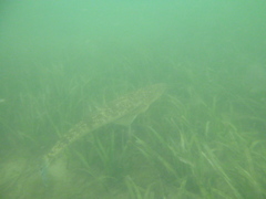 Platycephalus fuscus