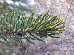 Picea glauca