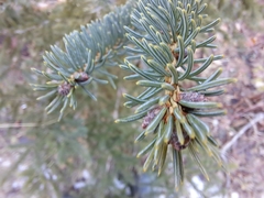 Picea glauca