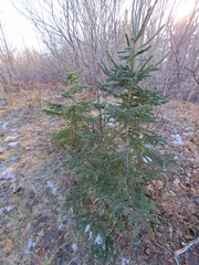 Picea glauca
