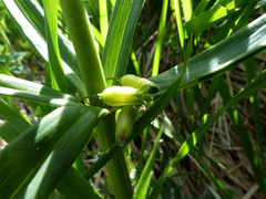 Polygonatum verticillatum