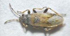 Heterogaster artemisiae