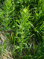 Polygonatum verticillatum