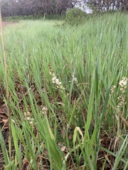 Astragalus miser oblongifolius