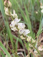 Astragalus miser oblongifolius