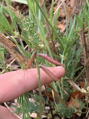Astragalus miser oblongifolius