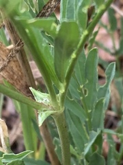 Astragalus miser oblongifolius