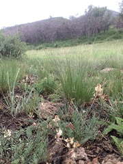 Astragalus miser oblongifolius