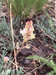 Astragalus miser oblongifolius
