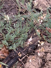 Astragalus miser oblongifolius