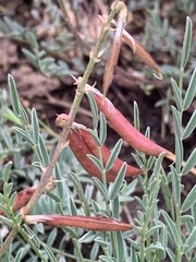 Astragalus miser oblongifolius