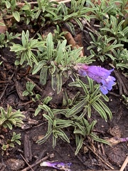 Penstemon crandallii