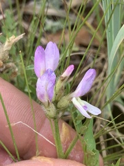 Astragalus agrestis