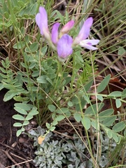 Astragalus agrestis