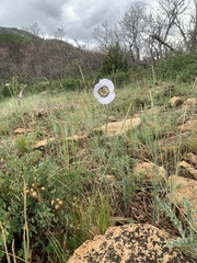 Calochortus gunnisonii